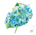 Blue Hydrangeas