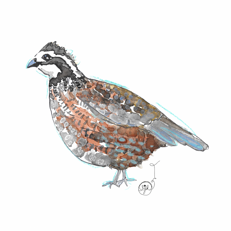 Quail 4