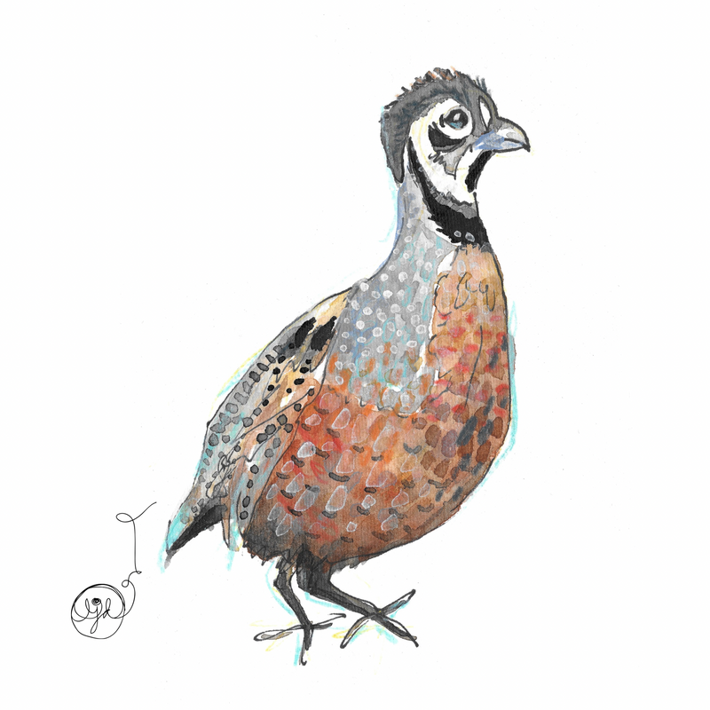 Quail 1