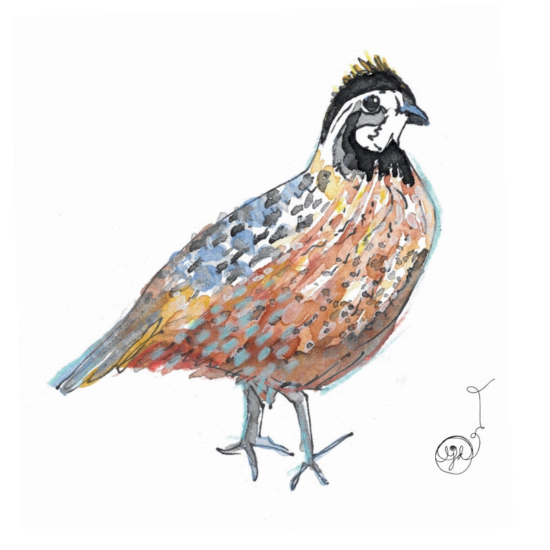Quail 3