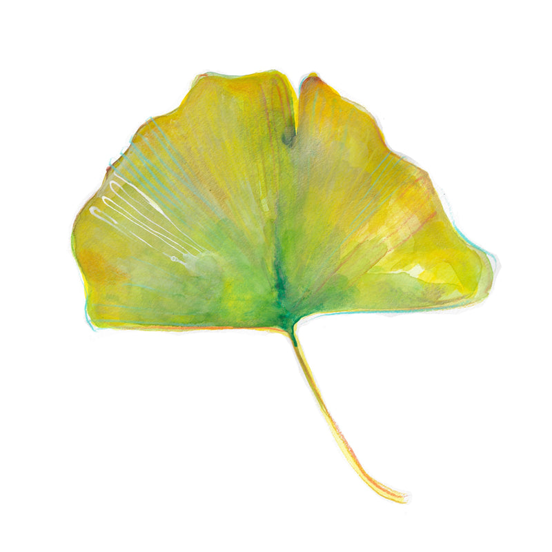 Ginkgo Leaf No. 2