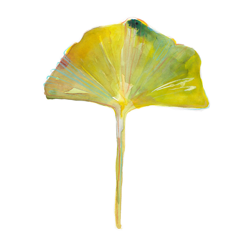 Ginkgo Leaf No. 1