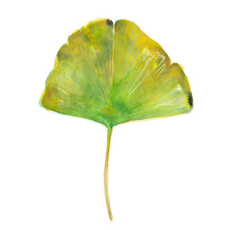 Ginkgo Leaf No. 4